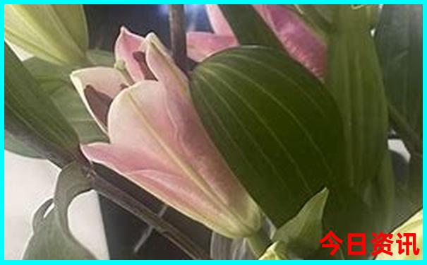 鹤壁游玩景点推荐